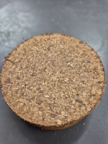 Tortoise substrate - tortoise,