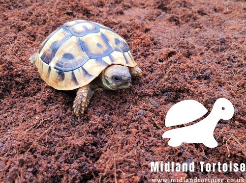 Tortoise substrate bedding - tortoise, /