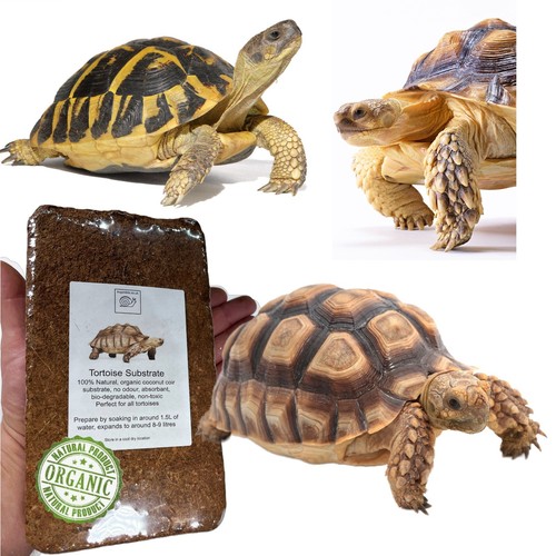 Tortoise soil vivarium - tortoise, soil,