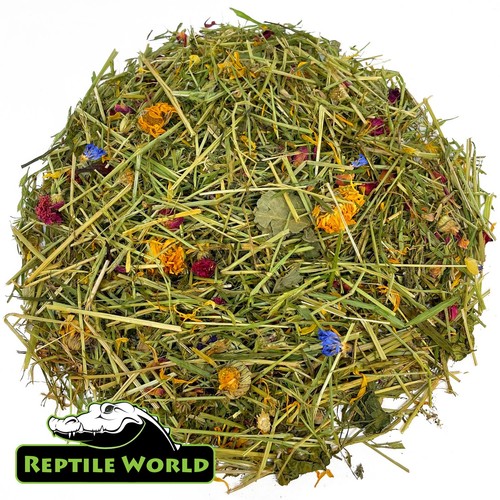 Reptile world forage - reptile, &