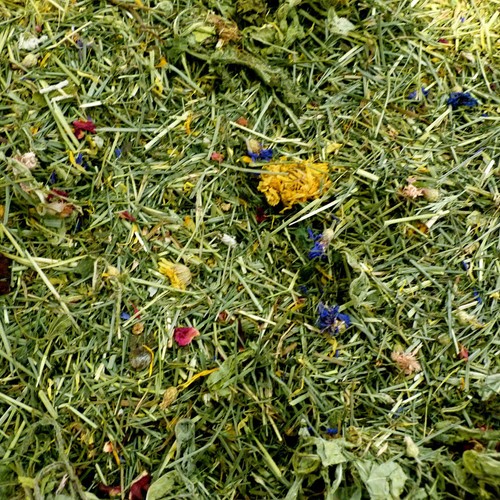 Tortoise edible bedding - *tortoise,